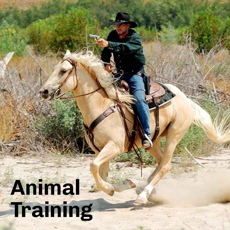 Animal Training