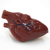 Fake Human Heart Rental Prop