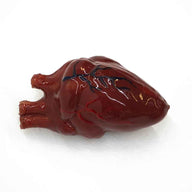 Fake Human Heart Rental Prop