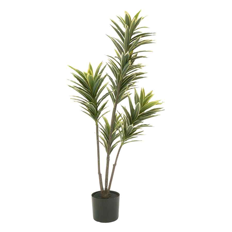 Faux Dracaena Rental Prop