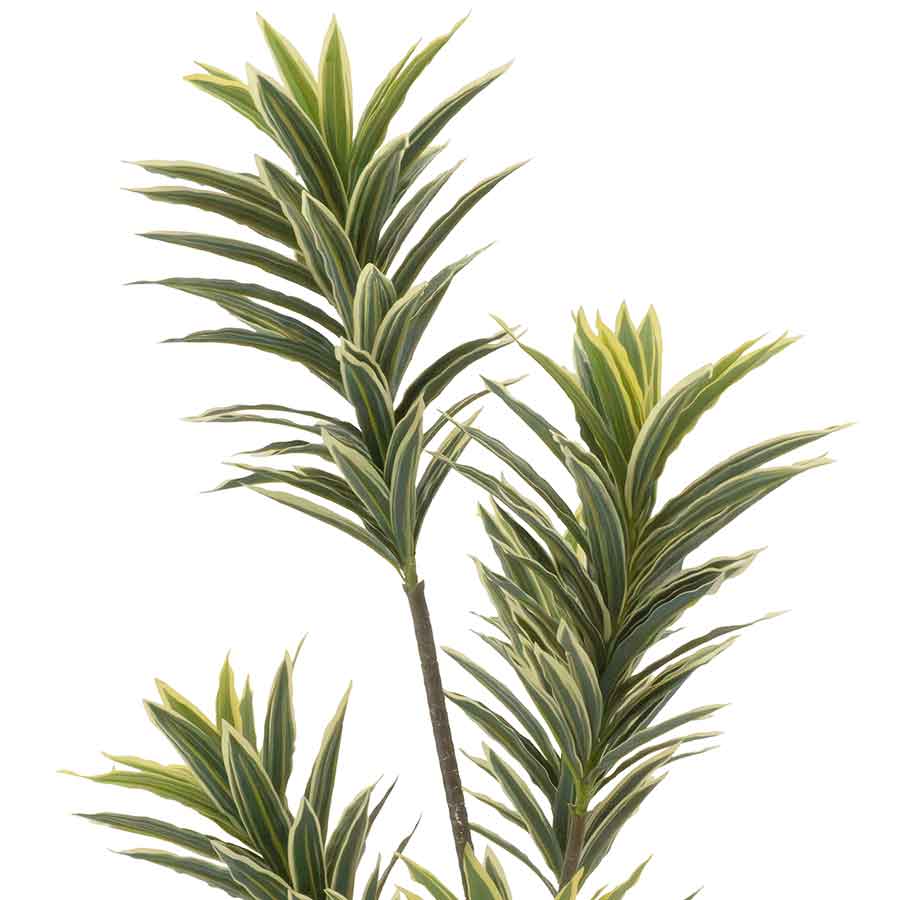 Faux Dracaena Rental Prop