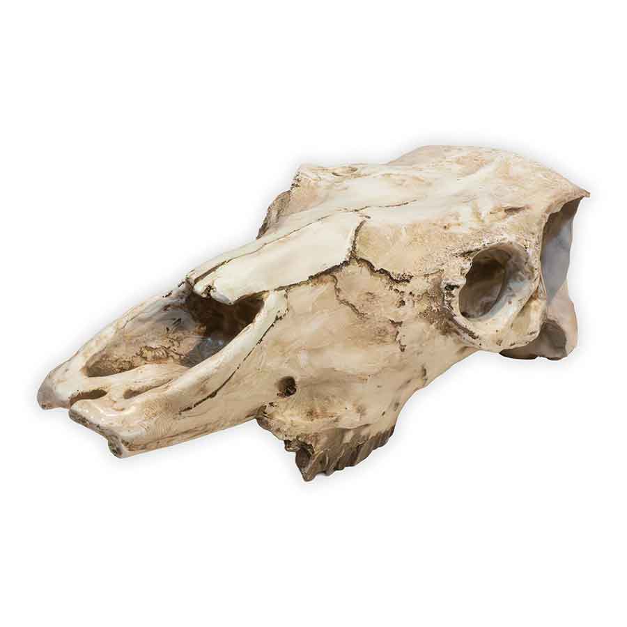 Western Animal Skull Decoration Rental Prop