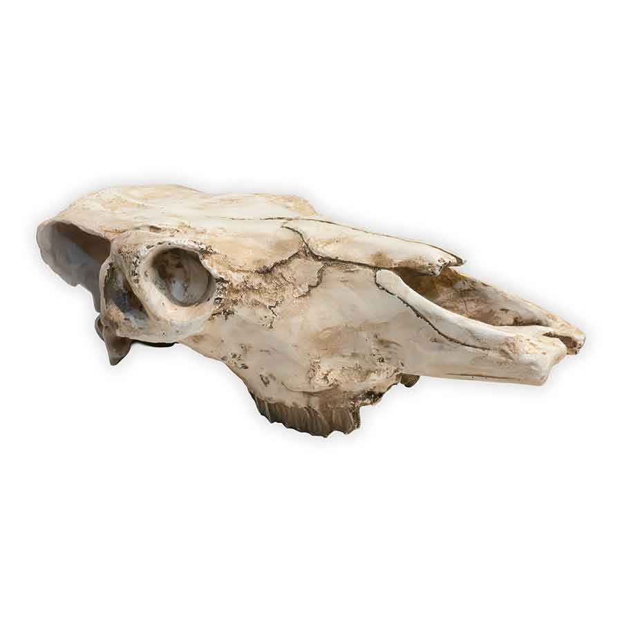 Western Animal Skull Decoration Rental Prop