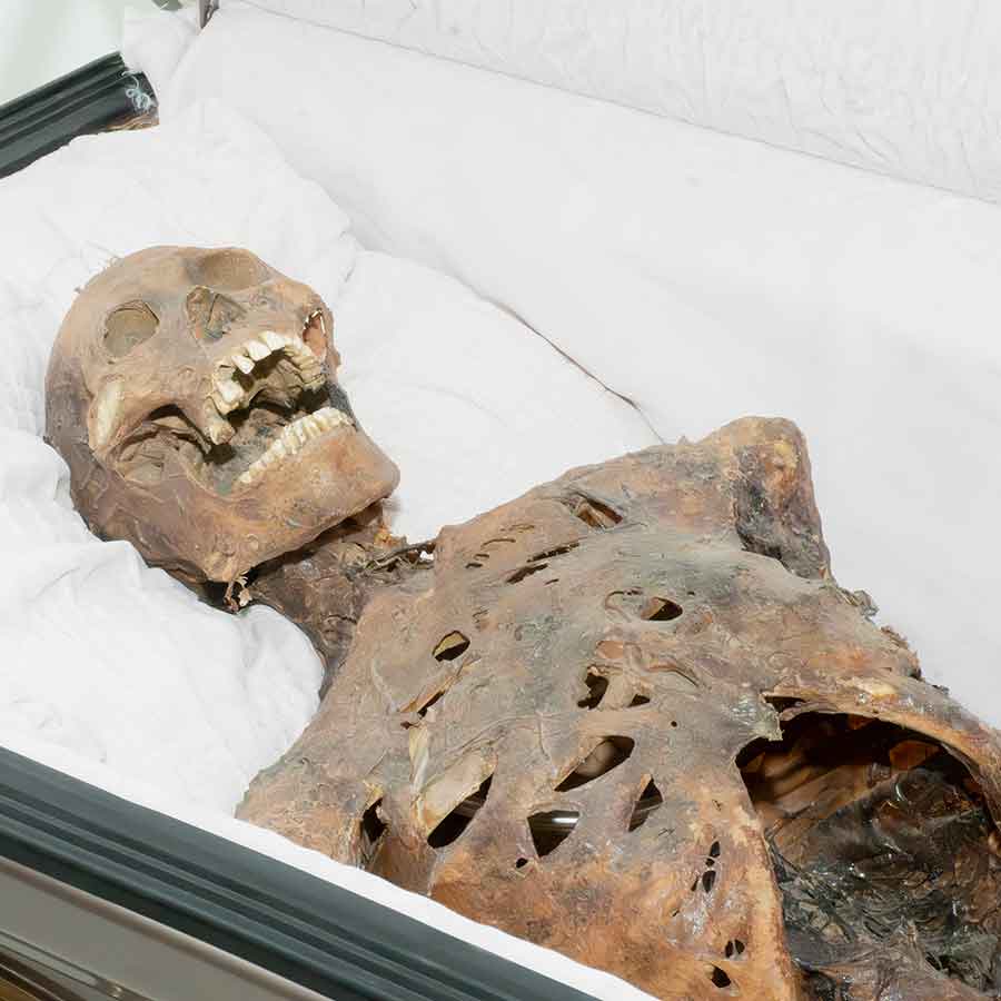Skeleton Cadaver Rental Prop