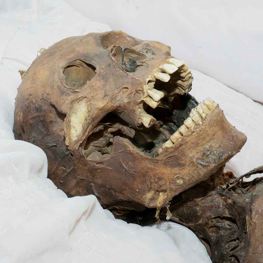 Skeleton Cadaver Rental Prop